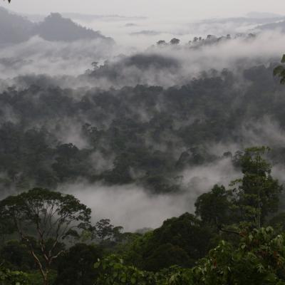 Danum Valley Field Study 21 20160901 1679699644