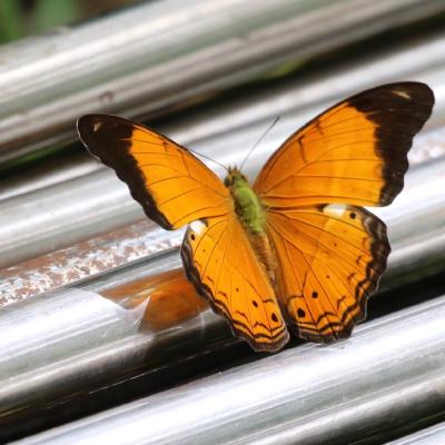 Danum Valley Field Study 26 20160901 1468184179