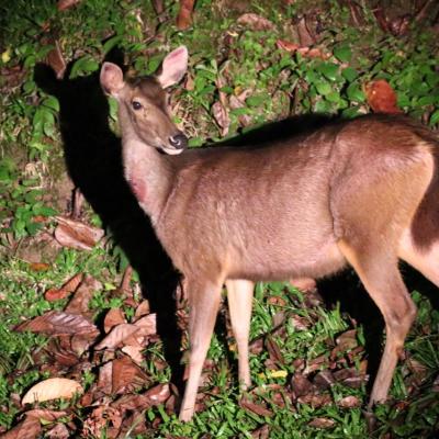 Danum Valley Field Study 28 20160901 1386969812