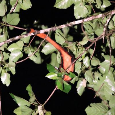 Danum Valley Field Study 40 20160901 1126950773