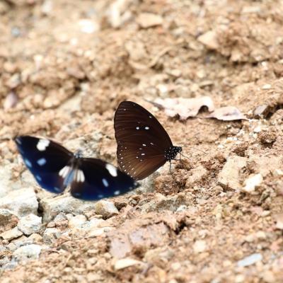 Danum Valley Field Study 42 20160901 1734885367