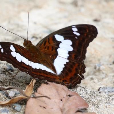 Danum Valley Field Study 47 20160901 1318470260