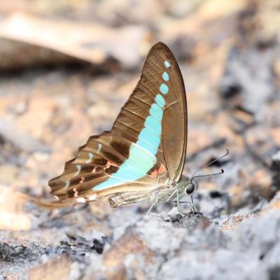 Danum Valley Field Study 50 20160901 1018734425