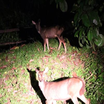 Danum Valley Field Study 8 20160901 1645931142