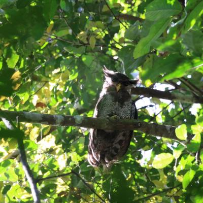 Danum Valley Field Study 9 20160901 1132756443