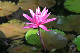 waterlily